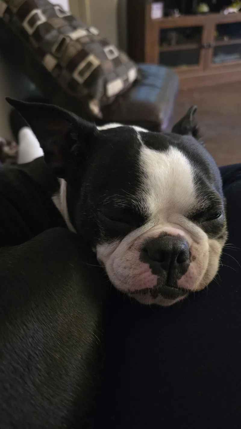 An adult small-sized female Black Boston Terrier dog named Holly for adoption in Benbrook, TX