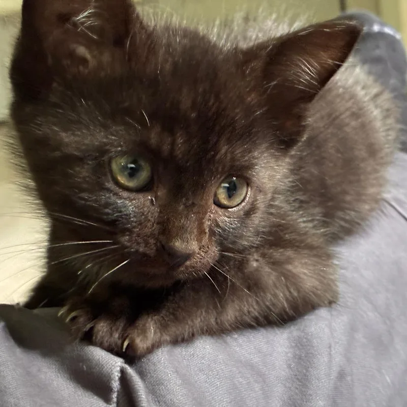 A baby small-sized male Black Domestic Short Hair cat named Yertle for adoption in Chattanooga, TN