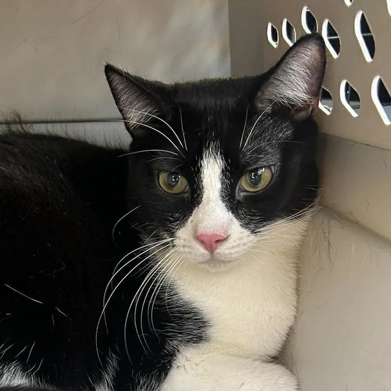 A young small-sized male Black Domestic Short Hair cat named Wonder for adoption in Hemet, CA