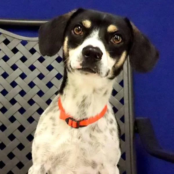 An adult small-sized male Beagle dog named Clyde for adoption in Midland, TX