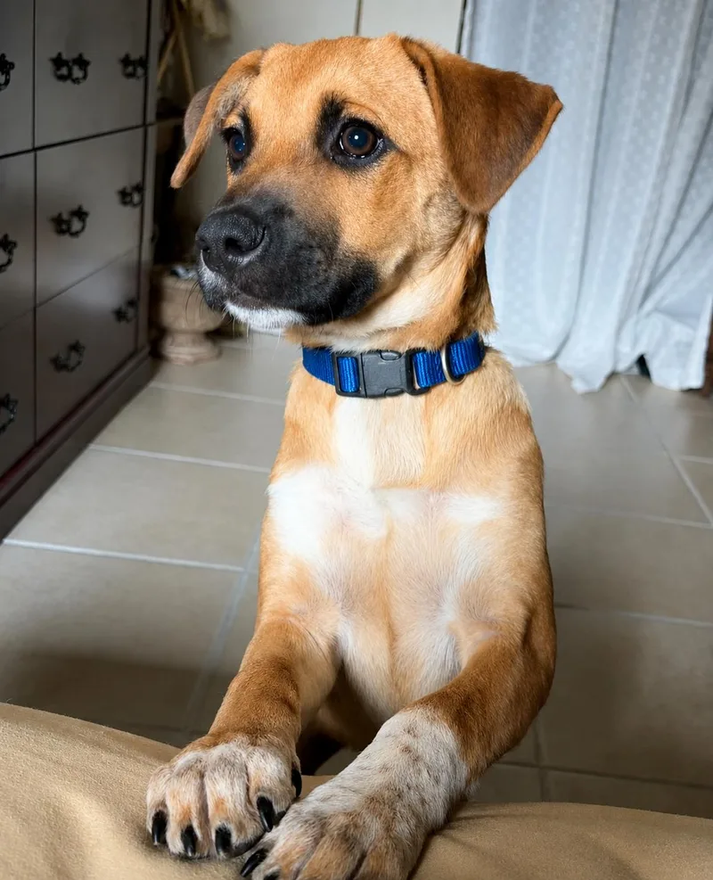 A baby medium-sized male Golden Yellow Labrador Retriever dog named Pecan  The Perfect for adoption in Carolina, PR