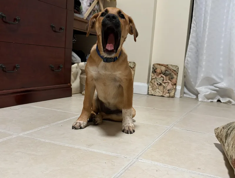 Pecan  The Perfect thumbnail 2