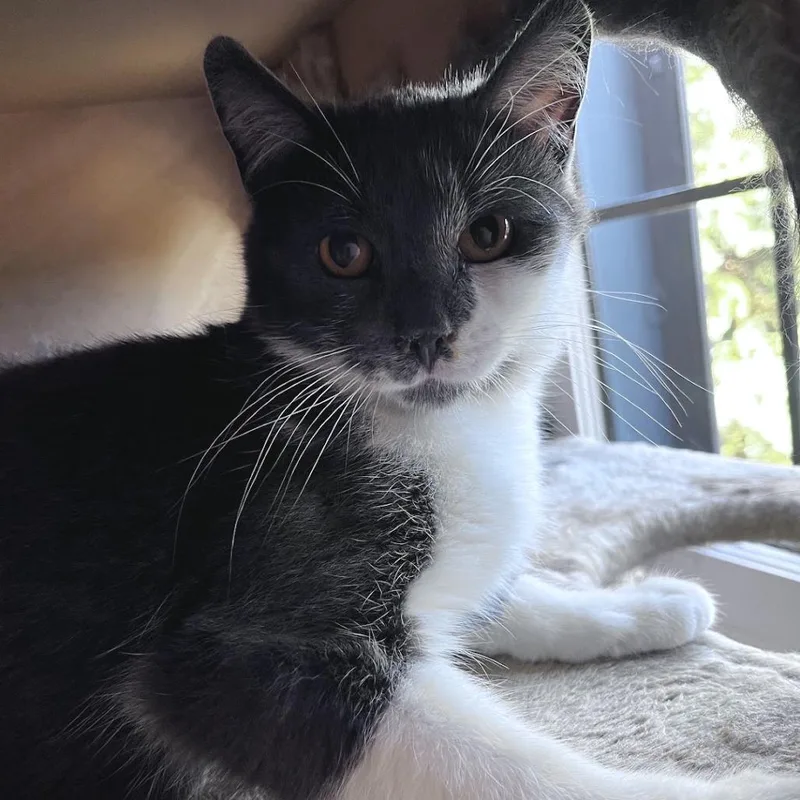 An adult medium-sized male Gray / Blue / Silver Domestic Short Hair cat named Navis for adoption in St. Paul, MN