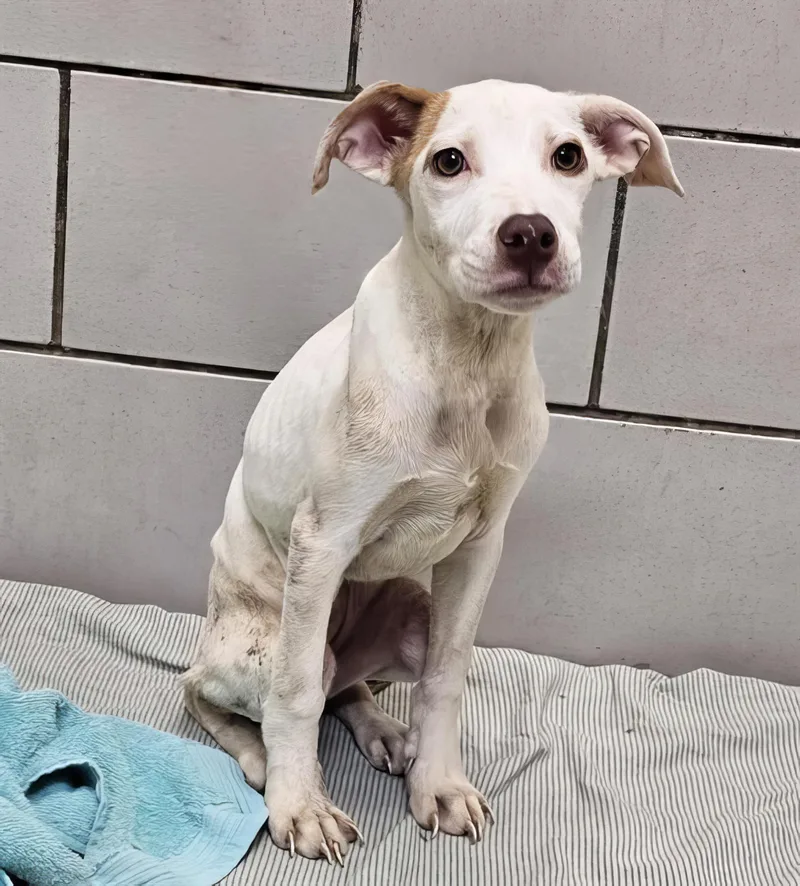 A baby medium-sized female Brown / Chocolate Mixed Breed dog named Grape Vine for adoption in Nashville, TN