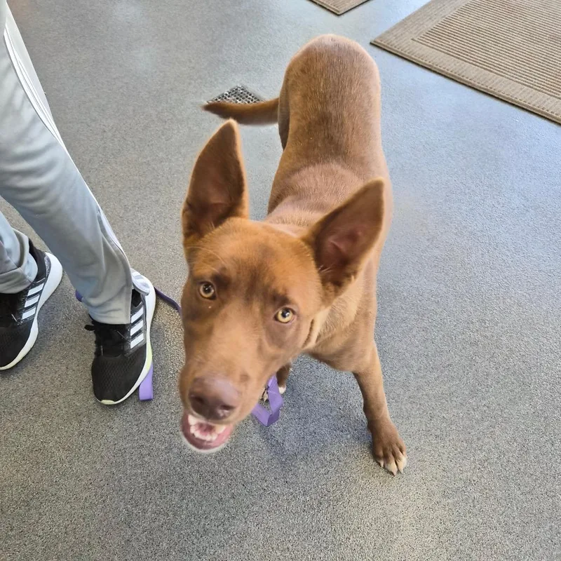 A young medium-sized female Husky dog named Coco for adoption in Montgomery, AL