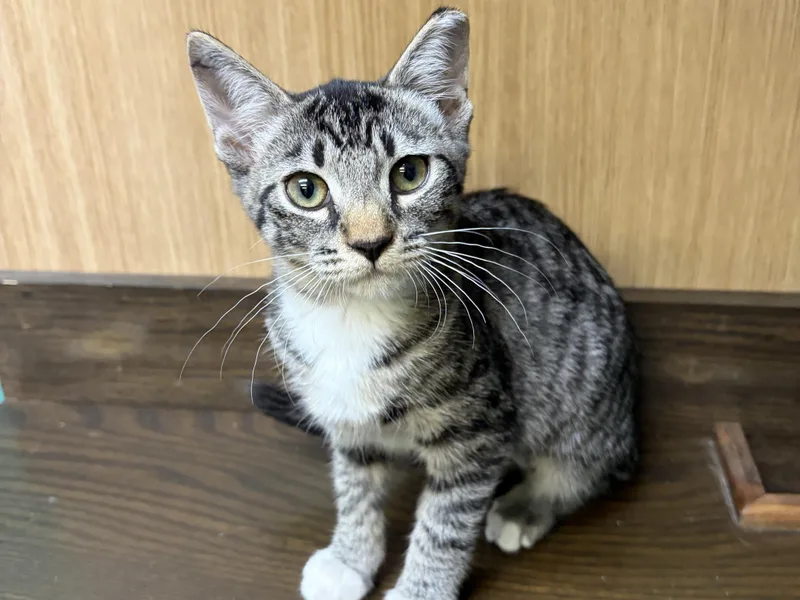 Zoe