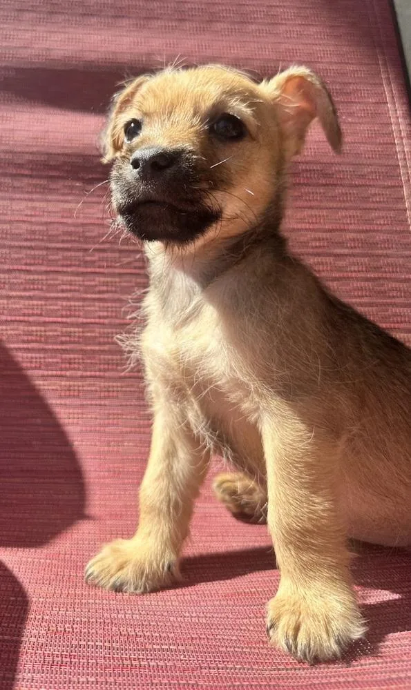 Soja Boy thumbnail 2