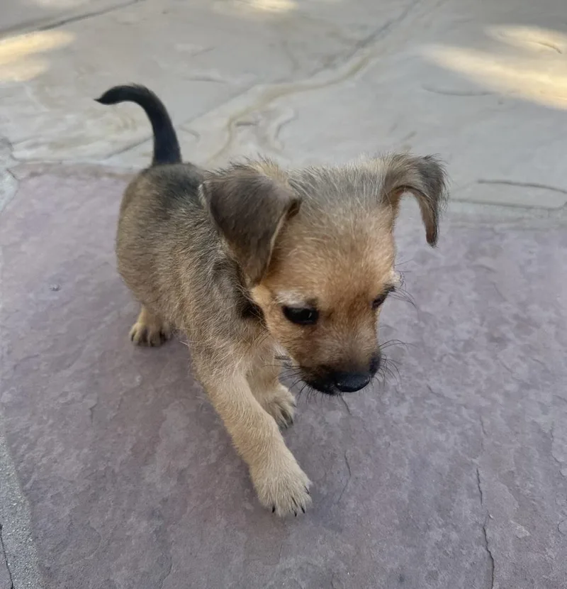 Soja Boy thumbnail 3