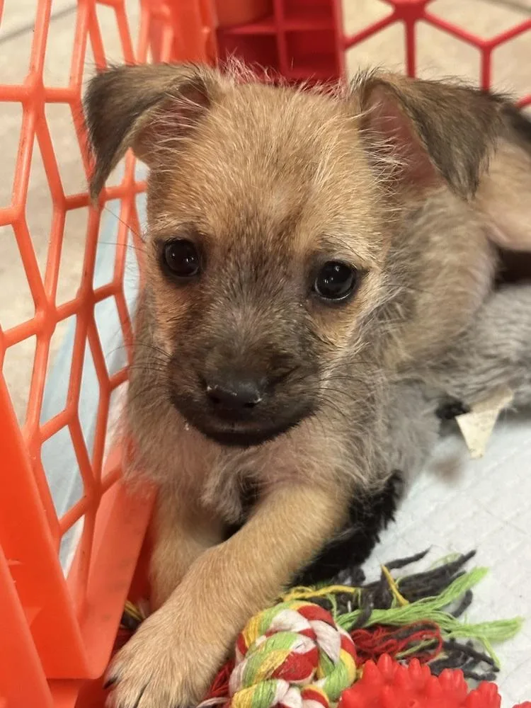 Soja Boy thumbnail 4