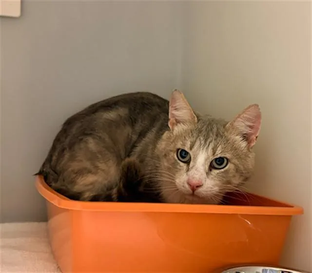 An adult medium-sized male Domestic Short Hair cat named Roku for adoption in Statesville, NC