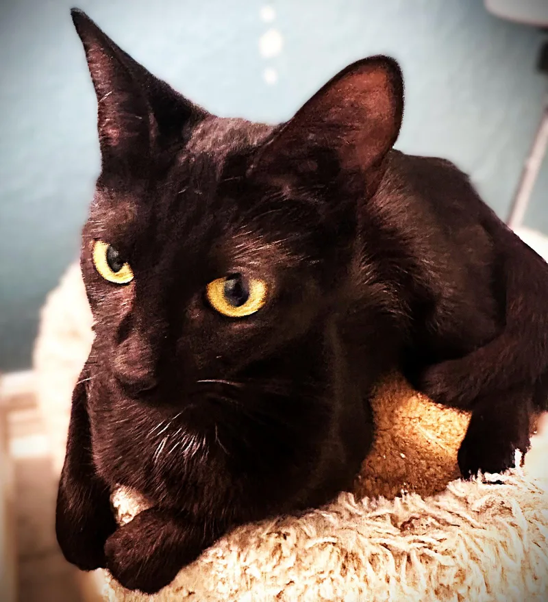 An adult medium-sized female Black Domestic Short Hair cat named Crumpet for adoption in Fort Myers, FL