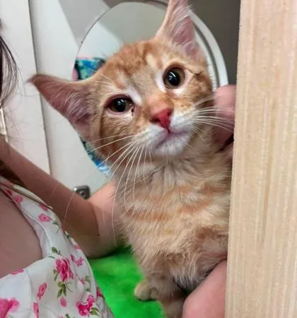 A baby small-sized male Orange / Red Domestic Short Hair cat named Jadon for adoption in Kansas City, MO