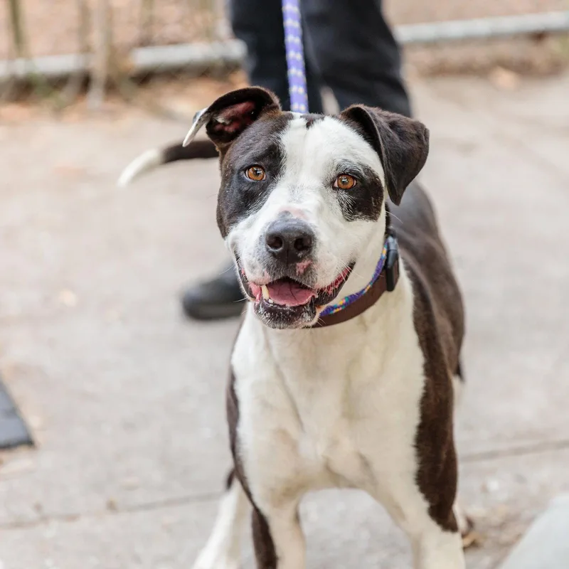A young medium-sized female Pit Bull Terrier dog named Madeline for adoption in Oakland, CA