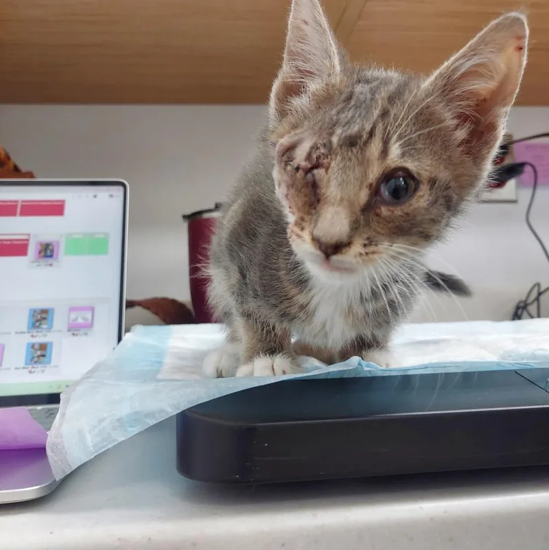 A baby small-sized male Domestic Short Hair cat named Wazowski for adoption in Hartsville, SC