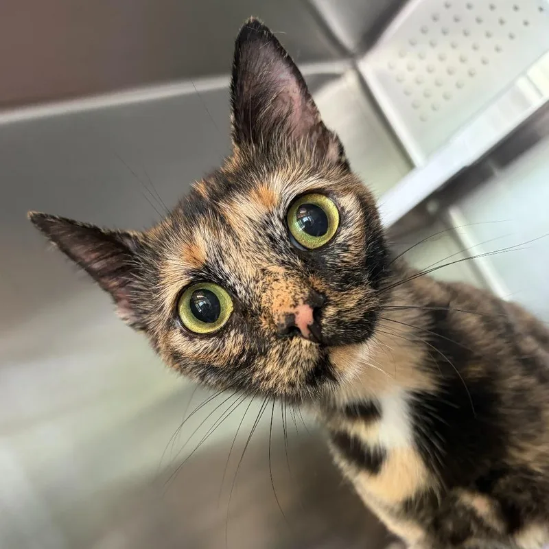 An adult medium-sized female Tortoiseshell Domestic Short Hair cat named Selene for adoption in Asheville, NC