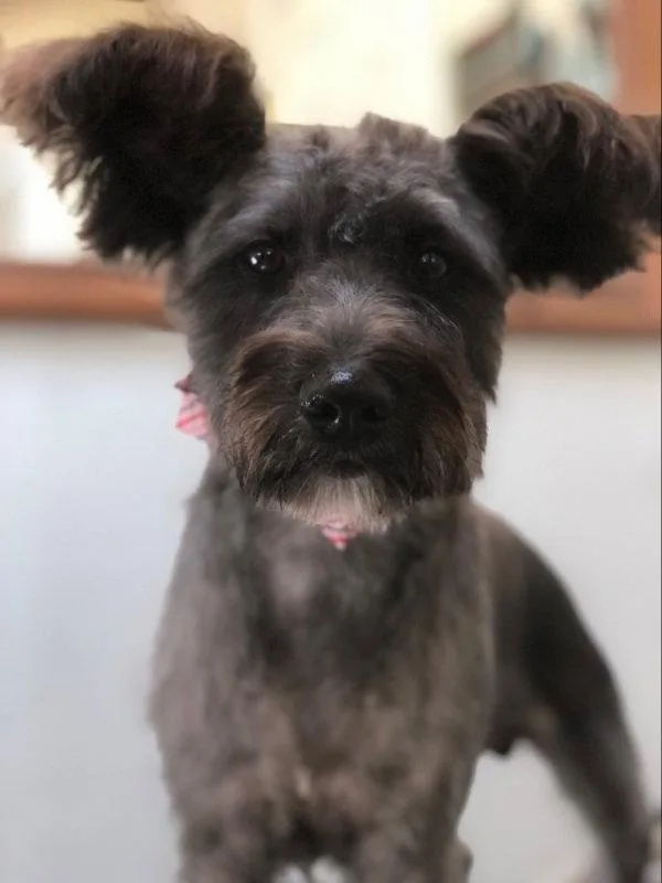 A young medium-sized male Schnauzer dog named Simba for adoption in East Derry, NH