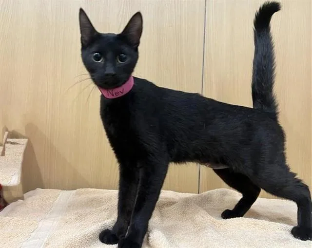 A young small-sized female Domestic Short Hair cat named Nev for adoption in Saint Louis, MO