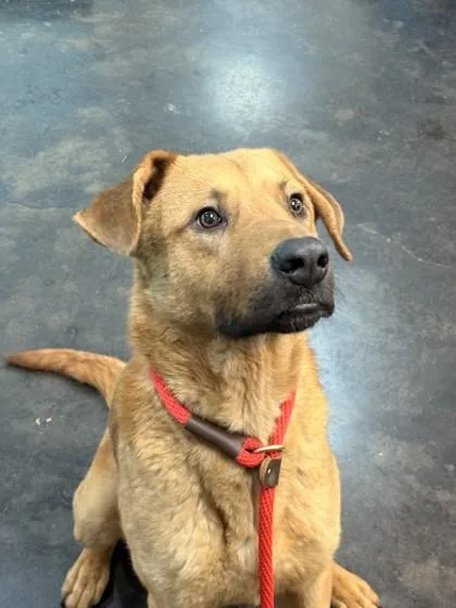 An adult medium-sized male Mixed Breed dog named Johnathon for adoption in Memphis, TN