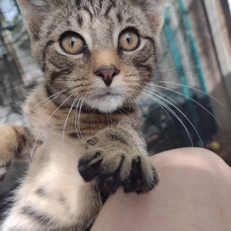 A baby small-sized male Domestic Short Hair cat named Jacob Marley for adoption in Millerton, PA