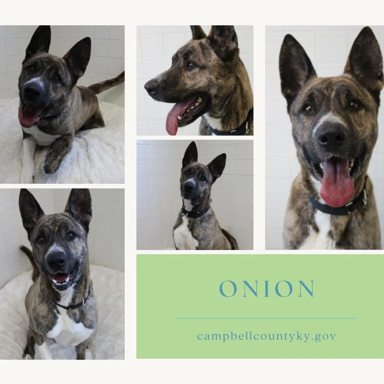 An adult medium-sized male Brindle Akita dog named Tank for adoption in Melbourne, KY