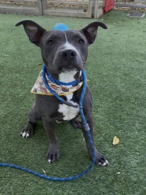 A young medium-sized male Mixed Breed dog named Bogey for adoption in Van Nuys, CA