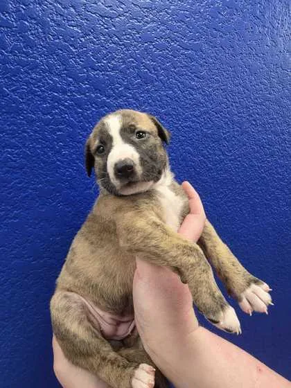 A baby large-sized female Belgian Shepherd / Malinois dog named Happy for adoption in Morton Grove, IL