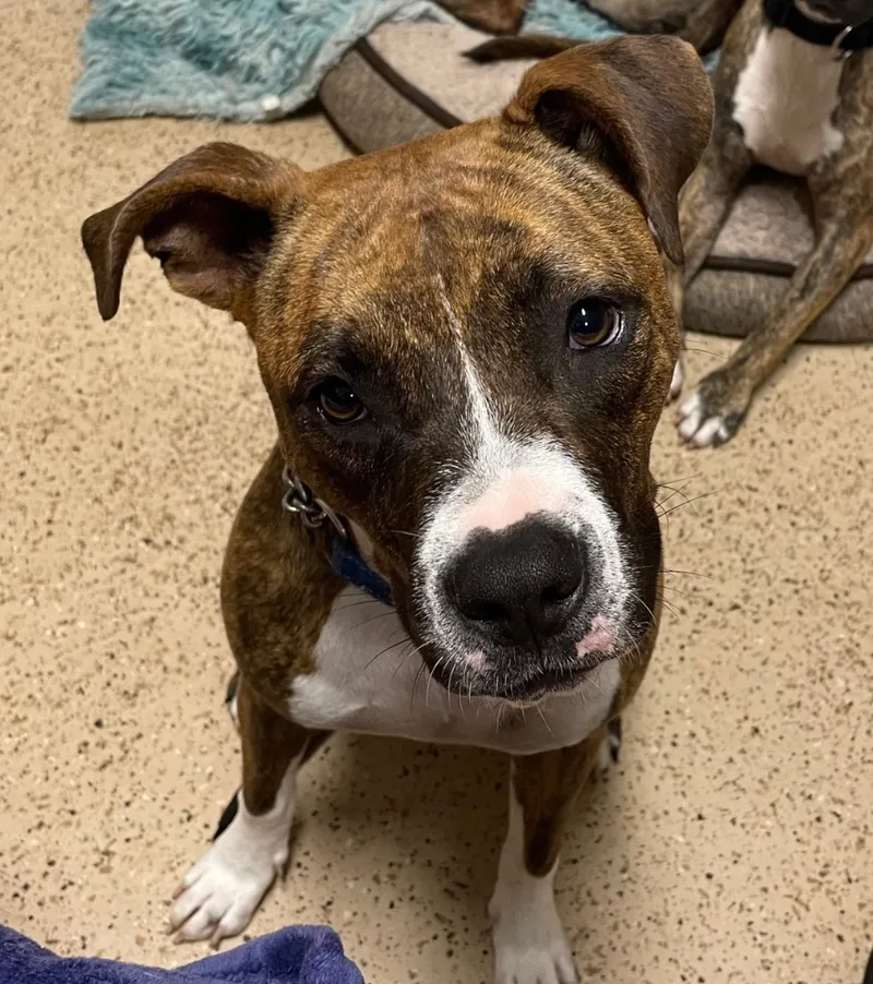 Tootsie Roll thumbnail 4