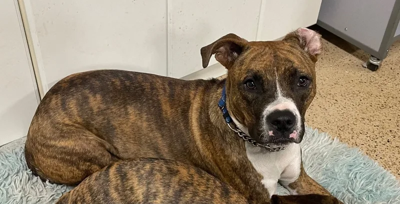 Tootsie Roll thumbnail 5