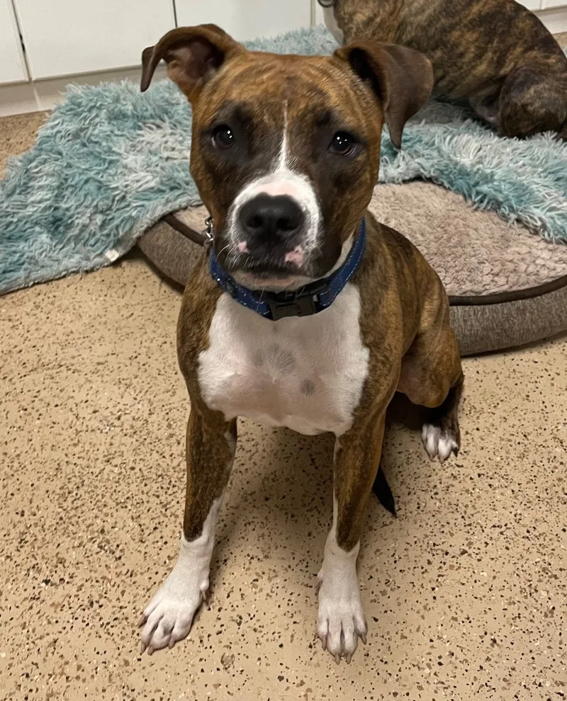 Tootsie Roll thumbnail 6