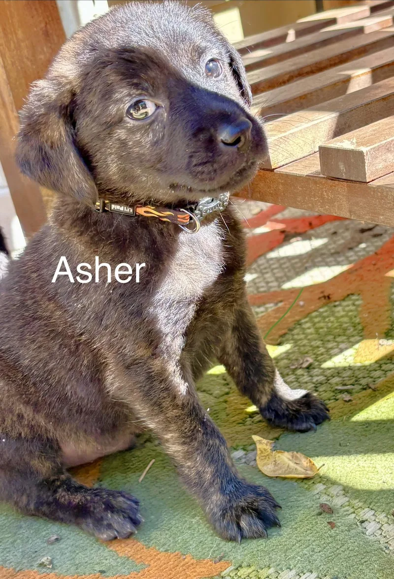 A baby medium-sized male Brown / Chocolate Dachshund dog named Asher for adoption in New Albany, OH