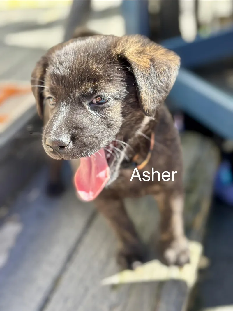 Asher thumbnail 2