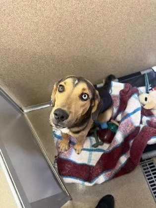 A baby medium-sized male Hound dog named Meeko for adoption in East Brookfield, MA