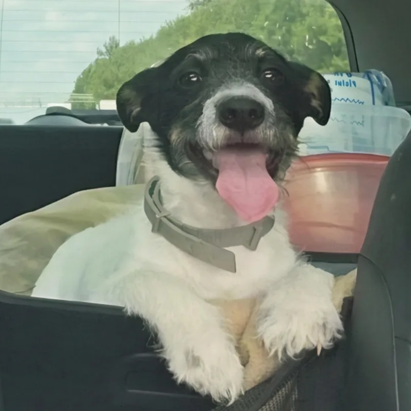A young small-sized male Tricolor (Brown, Black, & White) Mixed Breed dog named Rascal for adoption in Denver, NC