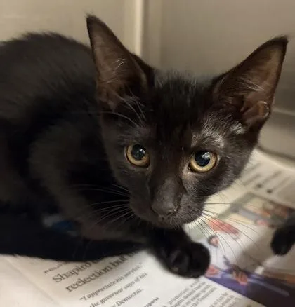 A baby small-sized female Domestic Short Hair cat named Marigold for adoption in West Chester, PA