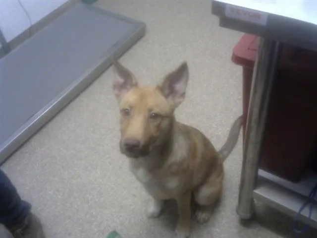 A young small-sized male Pit Bull Terrier dog named Mulch for adoption in Albuquerque, NM