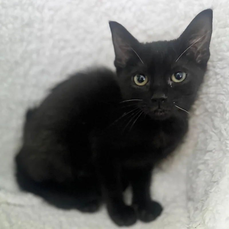 A baby small-sized female Black Domestic Short Hair cat named June for adoption in Brownsboro, AL