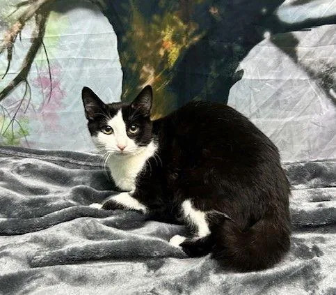 A young medium-sized male Black & White / Tuxedo Domestic Short Hair cat named Lannie for adoption in Wetumpka, AL