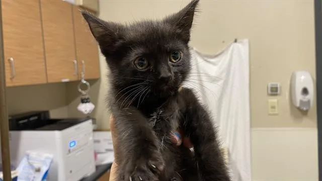 Licorice