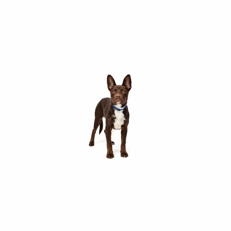 A young small-sized female Brown / Chocolate Mixed Breed dog named Coco for adoption in Playa Vista, CA