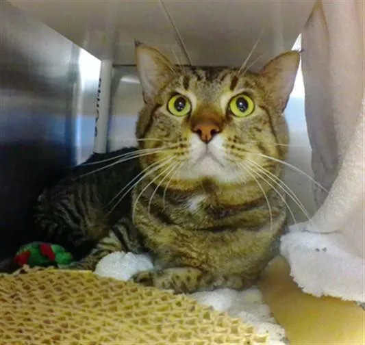 An adult large-sized male Domestic Short Hair cat named Scorpio for adoption in Omaha, NE