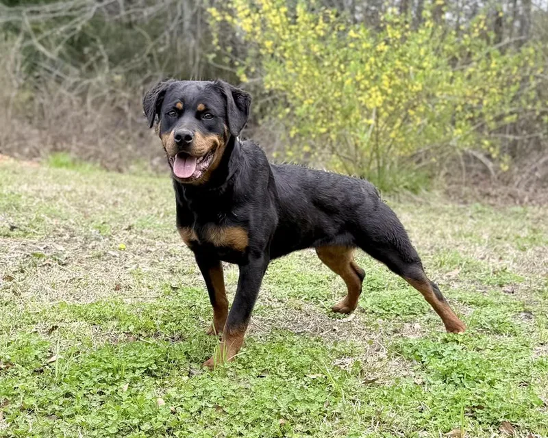 A young large-sized female Black Rottweiler dog named Simone for adoption in Chapel Hill, NC