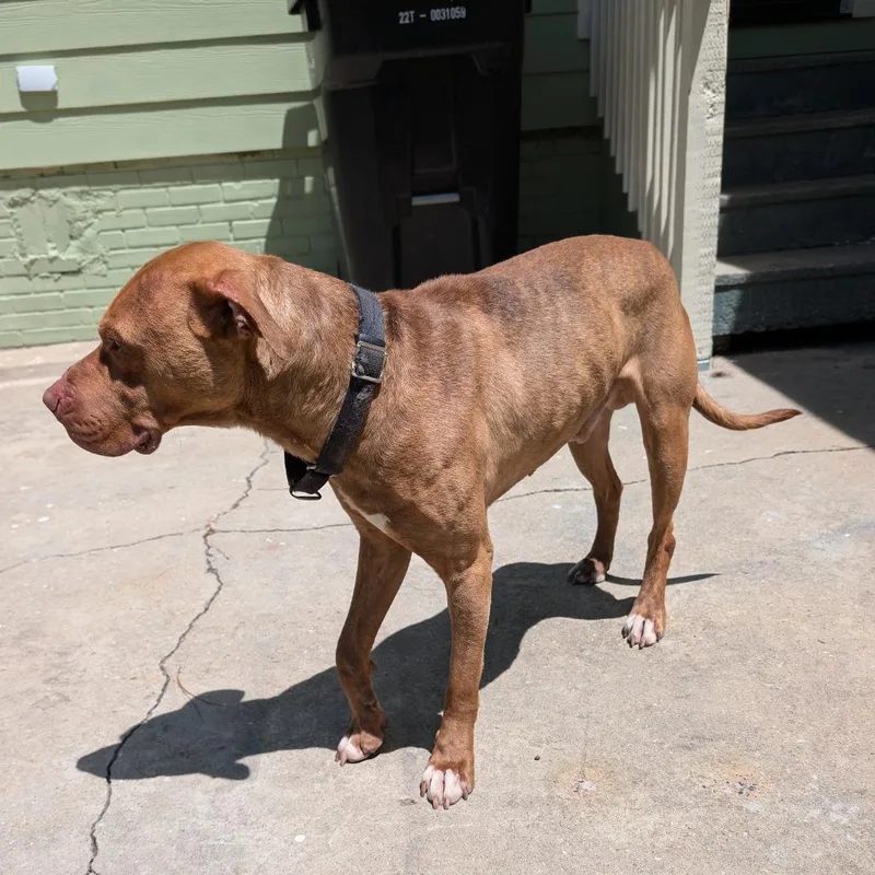 An adult medium-sized male Brown / Chocolate Mixed Breed dog named Straythavenue for adoption in Columbus, GA