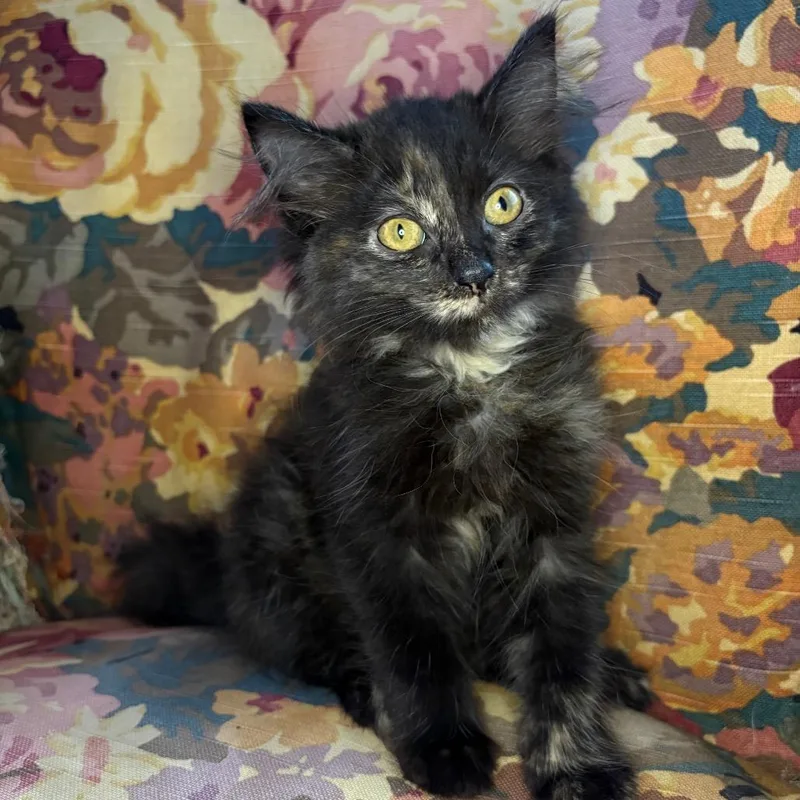 A baby small-sized female Tortoiseshell Domestic Long Hair cat named Roxie for adoption in Lexington, KY
