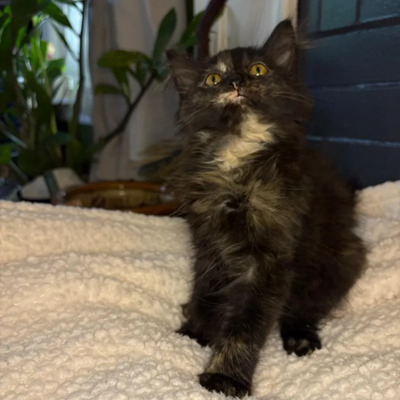 Roxie thumbnail 5