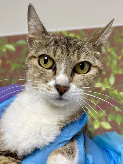An adult medium-sized female Domestic Short Hair cat named Honey pot for adoption in San Antonio, TX