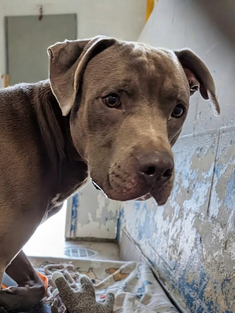A young large-sized male Mixed Breed dog named Remy for adoption in Olean, NY