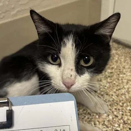 A young medium-sized female Black Domestic Short Hair cat named Puddles for adoption in Tempe, AZ