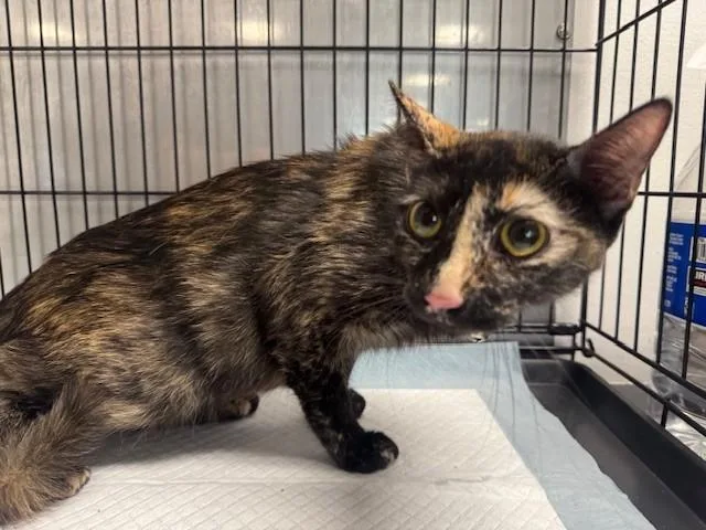 A young small-sized female Domestic Short Hair cat named Tiffany Valentine for adoption in Van Nuys, CA