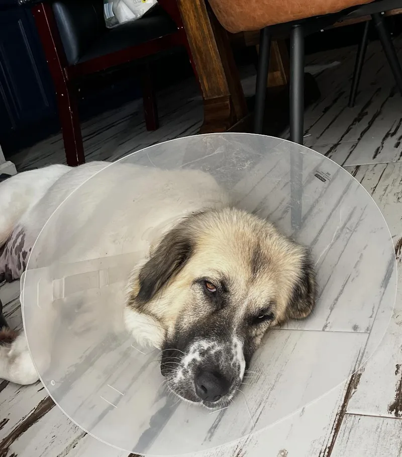 An adult large-sized female Great Pyrenees dog named Harmony HTX for adoption in Quinlan, TX