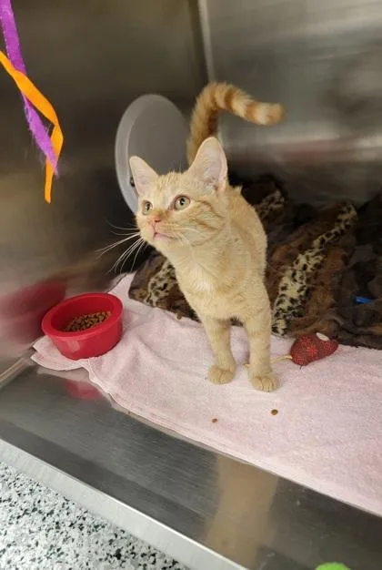 A baby small-sized female Domestic Short Hair cat named Winnie for adoption in Fergus Falls, MN